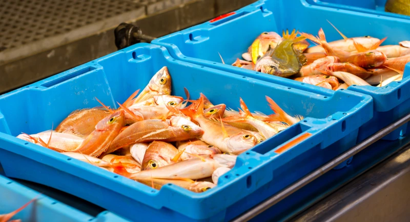 RFID Fischerei von Ursprung